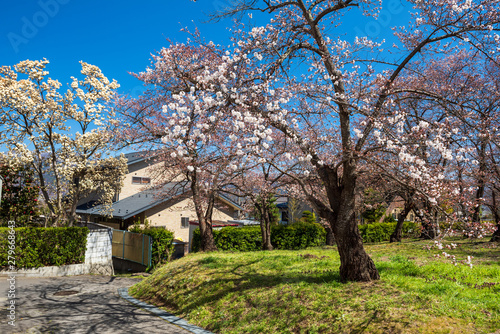 Spring cherry blossom or sakura tree flower at park against blue sky near Japanese village house in Matsumoto, Japan.