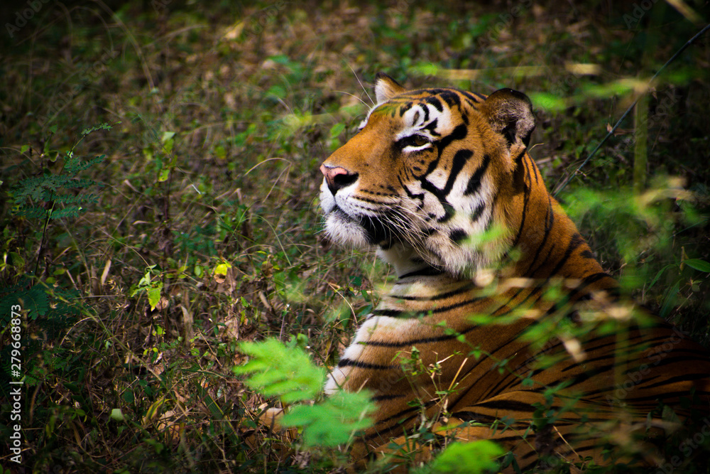 tiger in zoo tiger in zoo