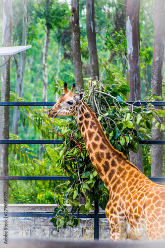 Canvas Print giraffe in the zoo