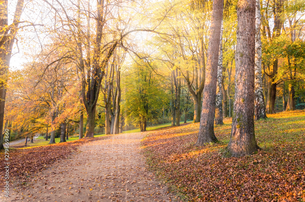 Fototapeta premium Autumn landscape: Park alley surrounded with yellow and green trees and fallen leaves. Sunlight comes through branches with colourful foliage on a warm sunny autumn day. Picturesque background