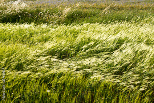 Grass blown by the wind. Natural landscape of the plain of Castelluccio di Norcia. Apennines, Umbria, Italy
