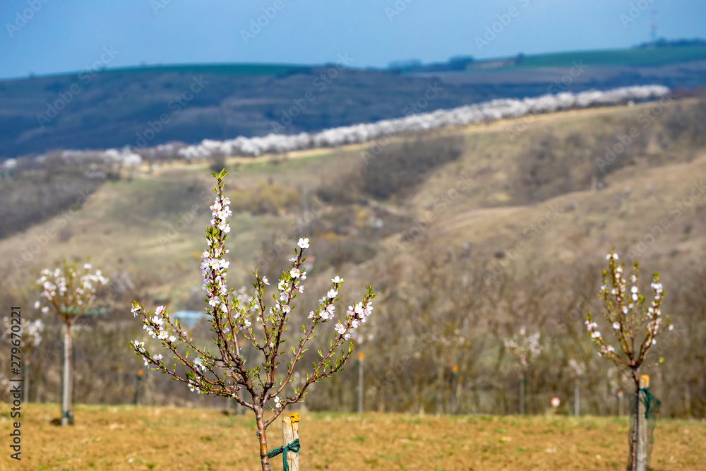 Almond tree orchard in Hustopece, South Moravia, Czech Republic Almond tree orchard in Hustopece, South Moravia, Czech Republic