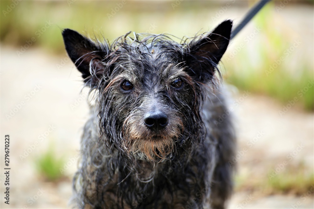 portrait of a dog