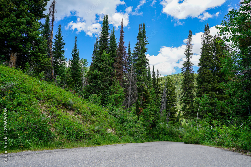 View of forest among cloudy blue sky in the mountains east of Salt Lake City, Utah View of forest among cloudy blue sky in the mountains east of Salt Lake City, Utah