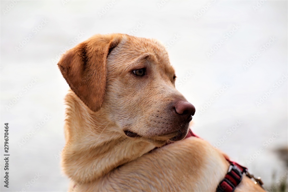 portrait of golden retriever portrait of golden retriever