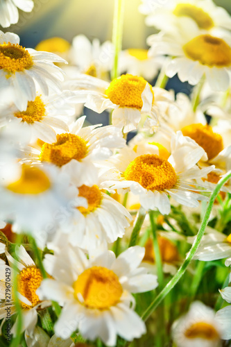 Beautiful field camomile in a garden. Summer flowers. Summer background. © Anna