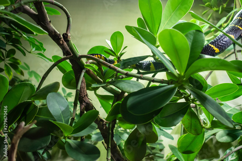 The mangrove snake. photo
