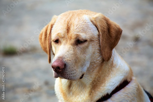 portrait of golden retriever