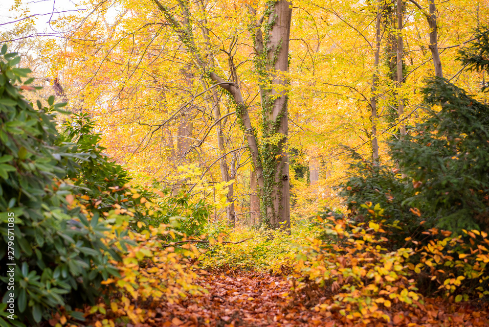Beautiful view of forest at autumn Beautiful view of forest at autumn