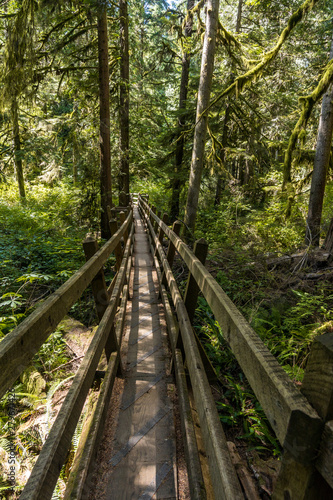 a narrow wooden bridge lead deep into the forest surrounded by trees with sunlight shine through the dense foliage