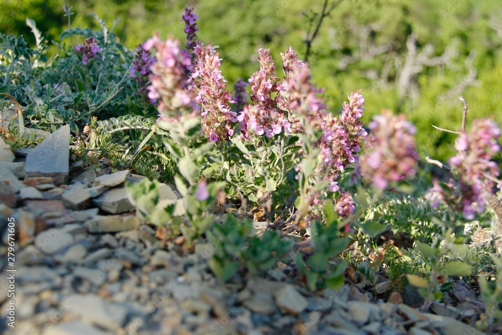 Obraz premium Mountain flowers - sage