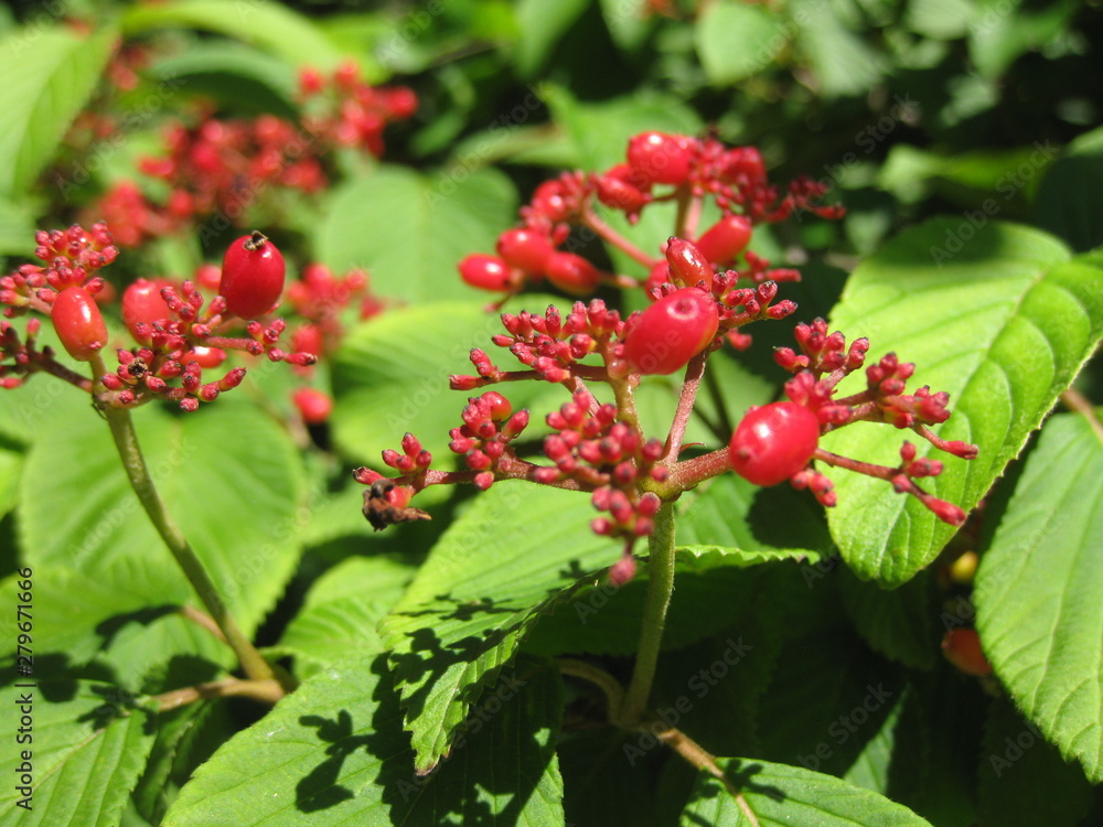 Obraz premium Rote Beeren