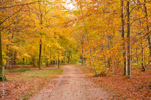 Beautiful view of forest at autumn