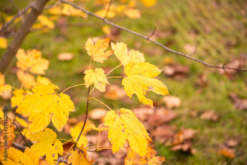 Beautiful view of forest at autumn Beautiful view of forest at autumn