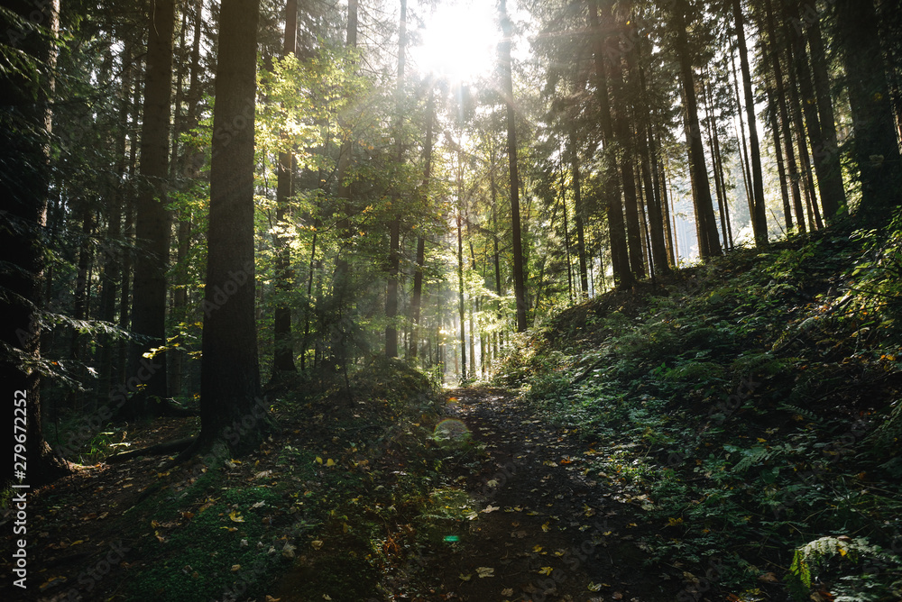 Obraz premium Scenic forest. Vintage forest background.