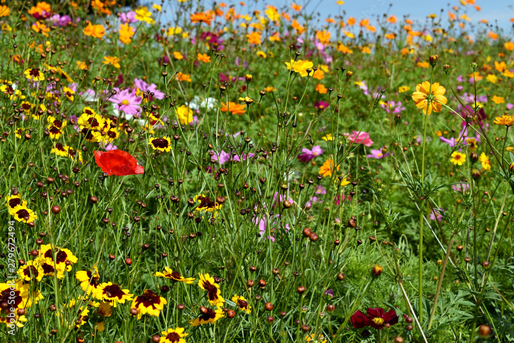 Wildflower Landscape Wildflower Landscape