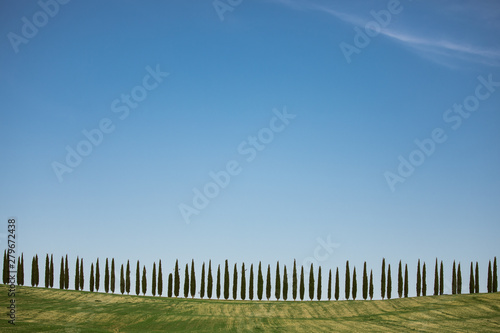 Abstract view of a line of cypress trees in Tuscany.