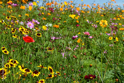Fototapeta Naklejka Na Ścianę i Meble -  Wildflower Landscape