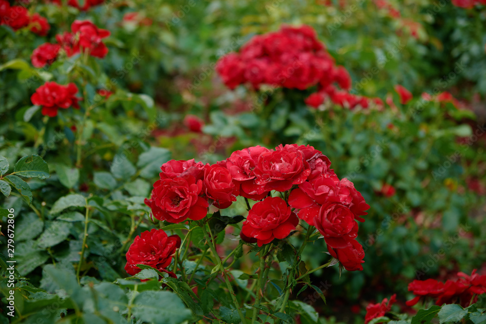 Many red roses in garden Many red roses in garden