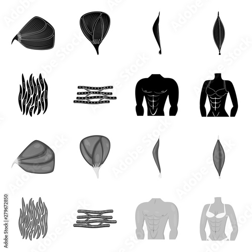 Vector illustration of fiber and muscular logo. Collection of fiber and body stock vector illustration.