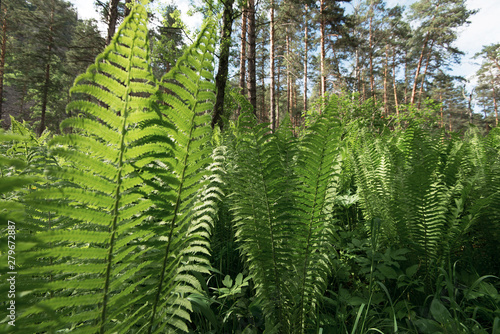 Green ferns plant in the fo...