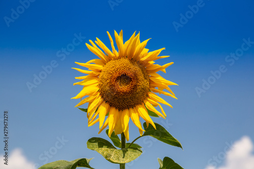 Fototapeta Naklejka Na Ścianę i Meble -  Sunflowers on a sunny day. Beautiful sunflower field. landscape of Ukraine.