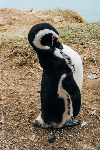 portrait Magellanic Penguin dwelling by their nest at the rocks above the beach photo