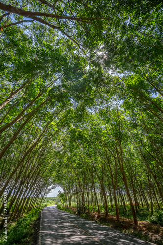 Tree tunnel  walkway path with tunnel green trees in forest. Surat Thani  Thailand..