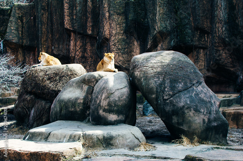 Male and Female Lion Sitting on a Rock photo