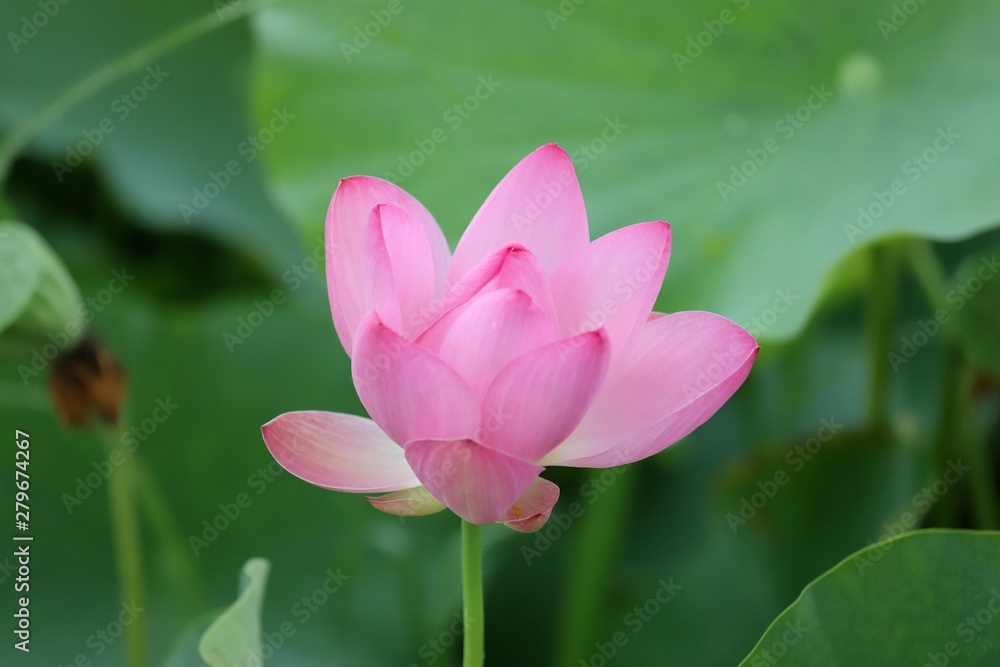 藤原京の蓮 藤原京の蓮
