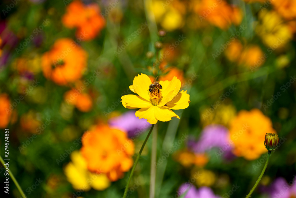 Close-up Wildflower with Bee