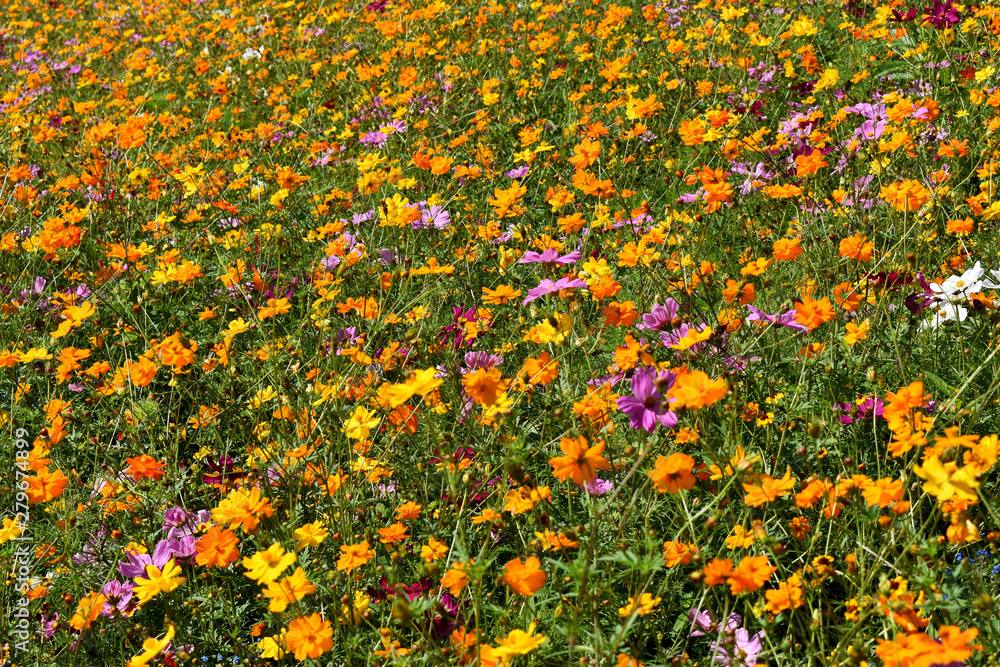 Colorful Wildflower Field