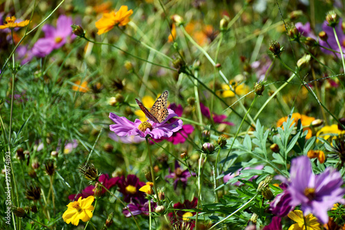 Butterfly Perched Upon a Wildflower