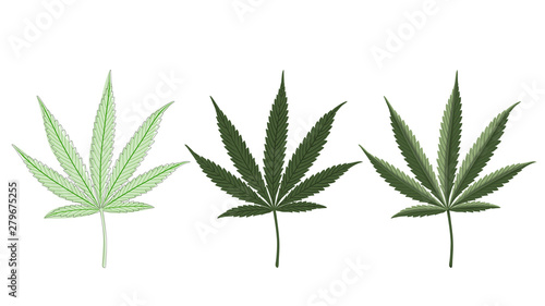 Marijuana Sativa Leaf 3 styles freehand 