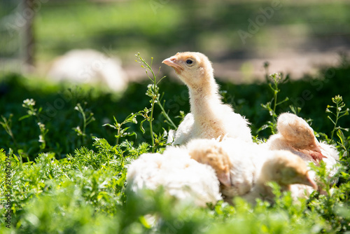 White little turkeys on summer day on grass