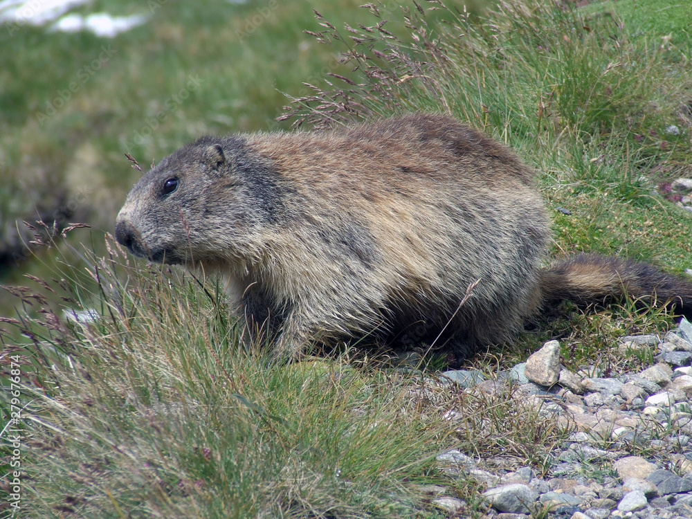 Marmot between grass and small stones in Alpes Marmot between grass and small stones in Alpes