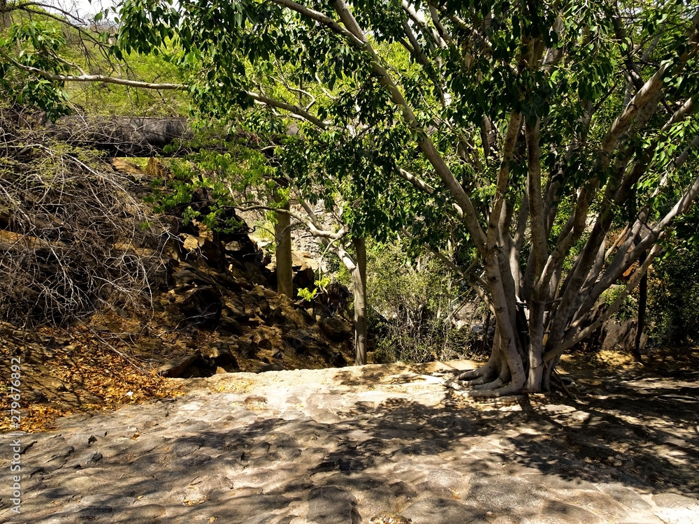Obraz premium trees in forest