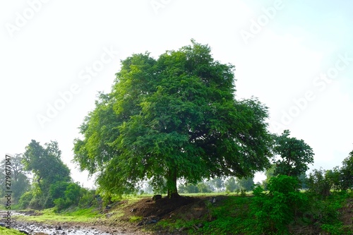 Tamarindus indica tree