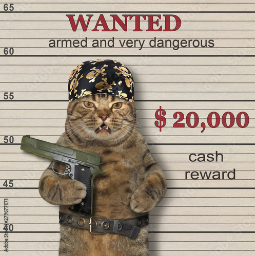 Photography The cat in a pirate bandana and a metal belt holds a big gun