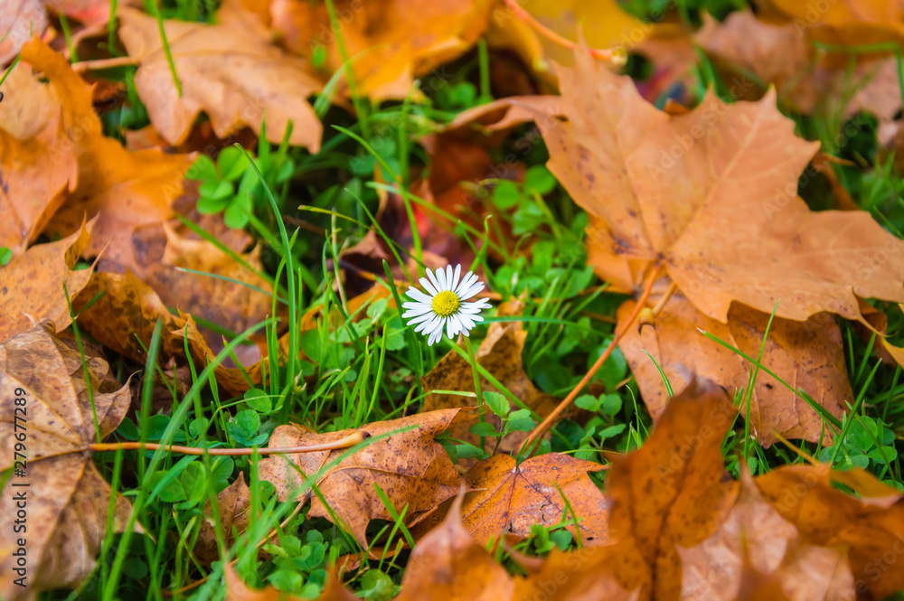 Early autumn scene. Close-up of a small daisy flower among green grass and yellow and orange autumn leaves lying on the ground