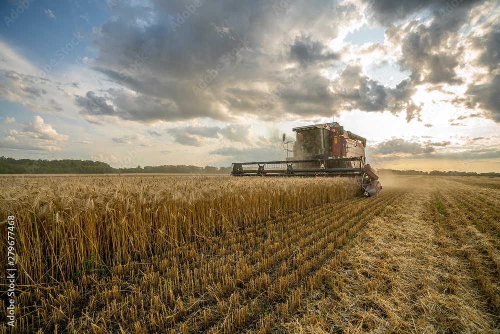 Fototapeta premium harvester removes wheat field on the background of the sunset cloudy sky