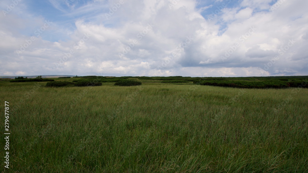 Fototapeta premium Green plains overgrown with grass in the Karkonosze National Park in the Sudety Mountains