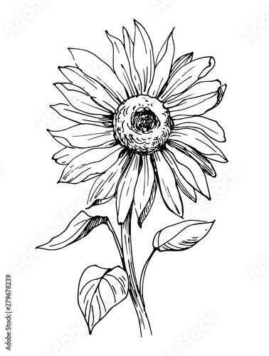 Sketch of sunflower. Hand drawn outline converted to vector.
