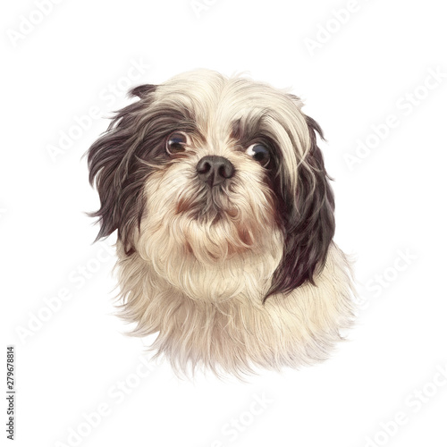 Portrait of a small domestic dog isolated on white background. Toy or Miniature Poodle. Cute puppy. Watercolor hand drawn pet illustration. Animal art collection: Dogs. Good for print T shirt, pillow © TanyaZima