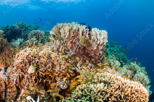 Tropical fish around a colorful  healthy coral reef in the Coral Triangle  Philippines 