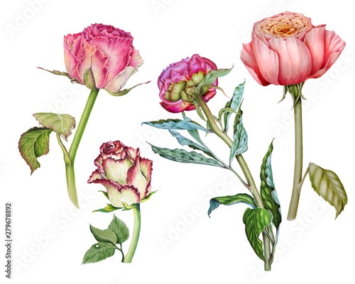Set of watercolor illustrations depicting delicate roses and peonies