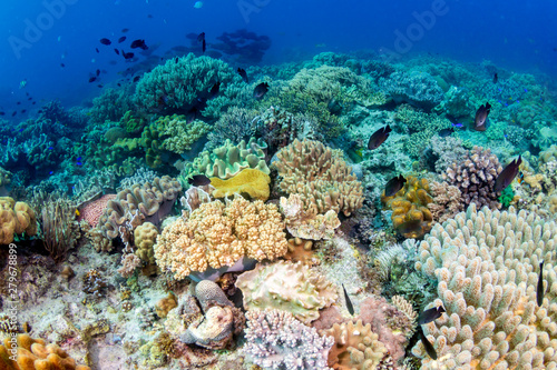 Tropical fish around a colorful, healthy coral reef in the Coral Triangle (Philippines)