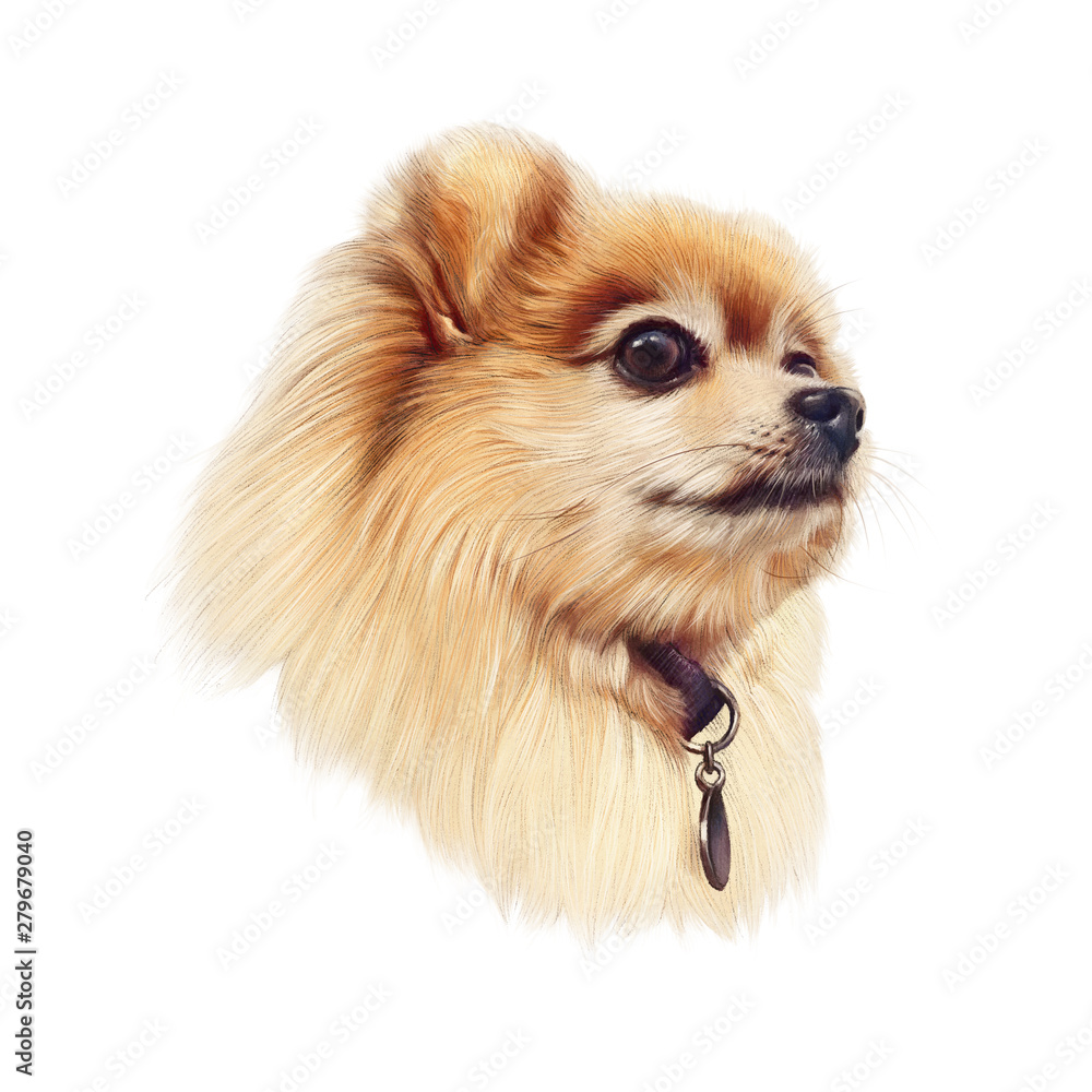 Pomeranian Spitz dog isolated on white background. Illustration of ...