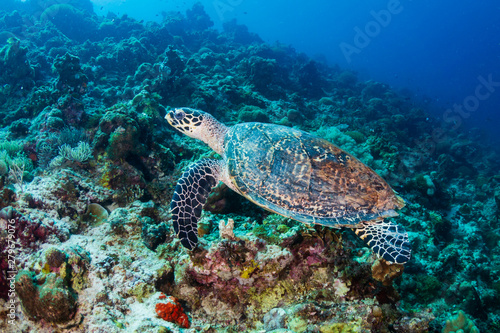Hawksbill Sea Turtle on a tropical coral reef in the Philippines © whitcomberd