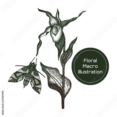 Ladies Slipper Orchid Macro illustration